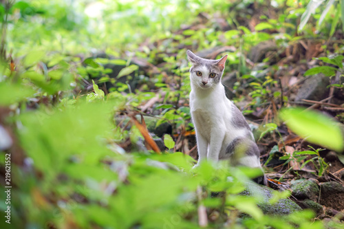 Cat pose portrait in forrest wild jungle © Thanunchakorn