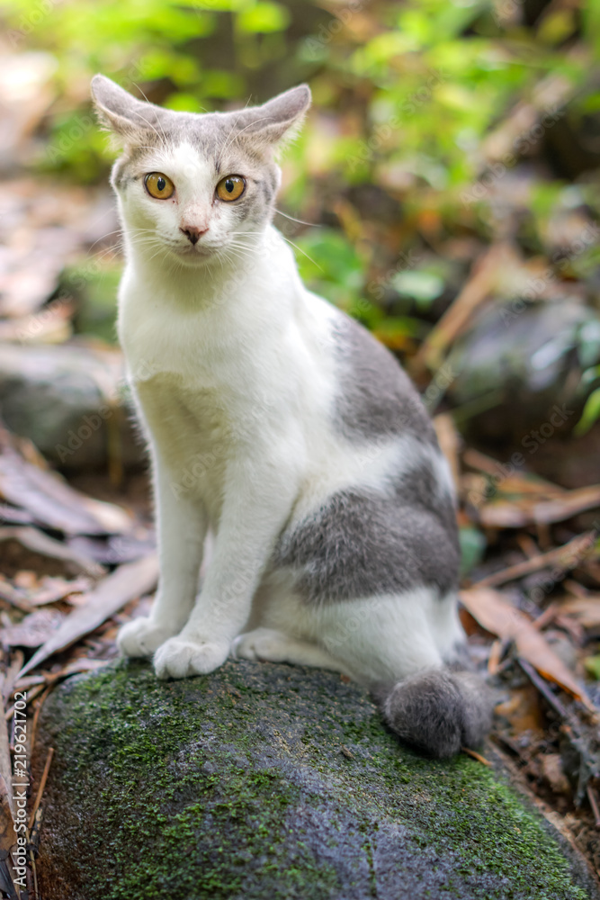Cat pose portrait in forrest wild jungle Cat pose portrait in forrest wild jungle