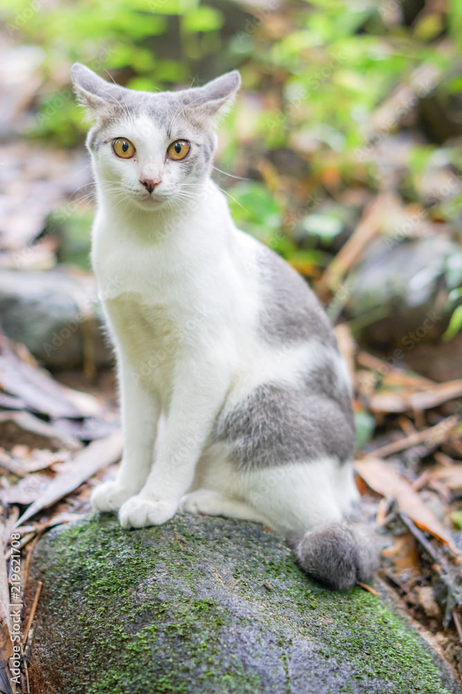 Cat pose portrait in forrest wild jungle Cat pose portrait in forrest wild jungle