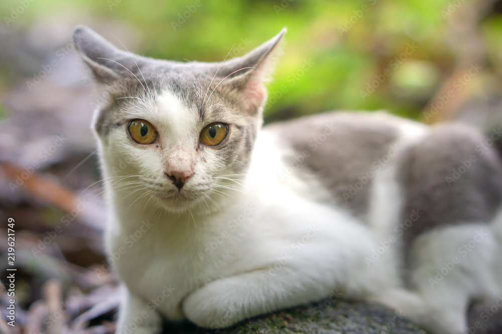 Fototapeta premium Cat pose portrait in forrest wild jungle
