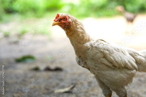 Brood of chicken find food