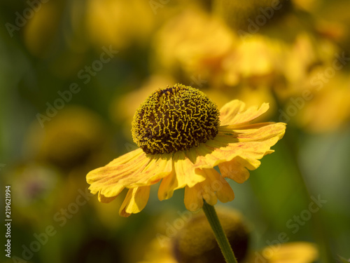 Helenium bogelovii. Hélénies de Bigelove 'Bishop. Des fleurs mellifères jaune au coeur brun  photo