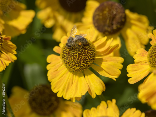 Helenium bogelovii. Hélénies de Bigelove 'Bishop. Des fleurs mellifères jaune au coeur brun  photo