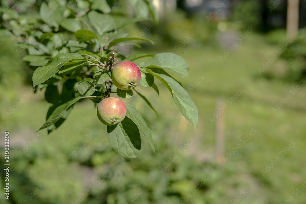 Apples on apple tree branch. Selective focus.
