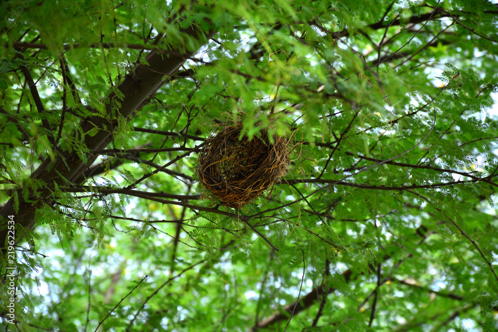birds are making nest on tree in order to give eggs 