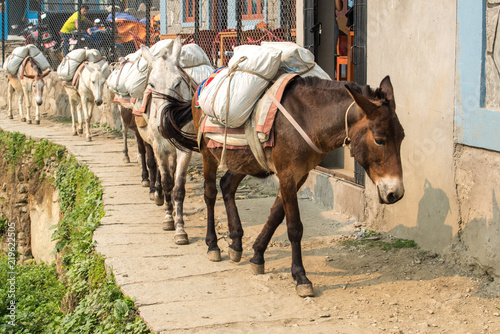 Group of Donkey caravan in Nepal.