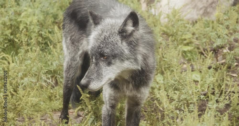 4K Cinematic Pack of Wild Wolves. Shot at a wildlife reserve on Leica Cinema lenses.