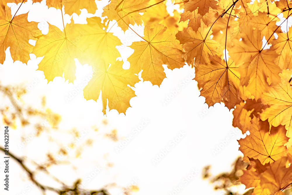 Obraz premium Yellow maple leaves close up, autumn background