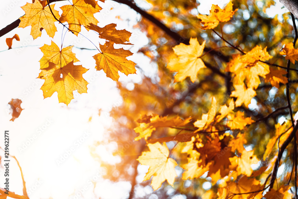 Colorful maple leaves on a background of trees Colorful maple leaves on a background of trees