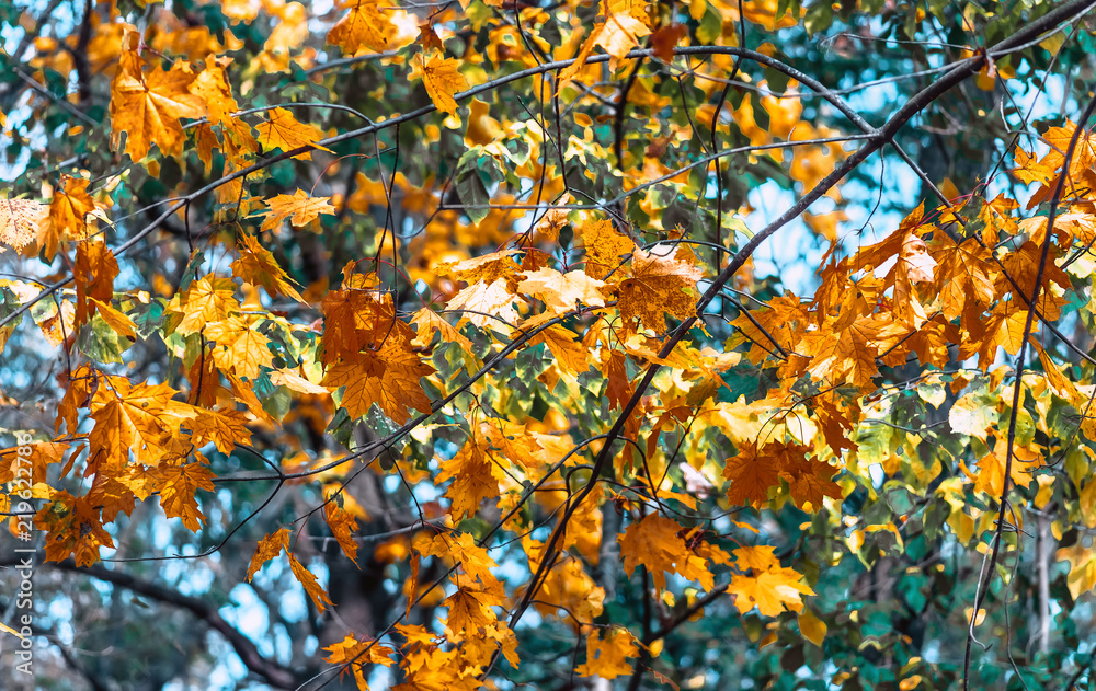 Colorful maple leaves on a background of trees Colorful maple leaves on a background of trees