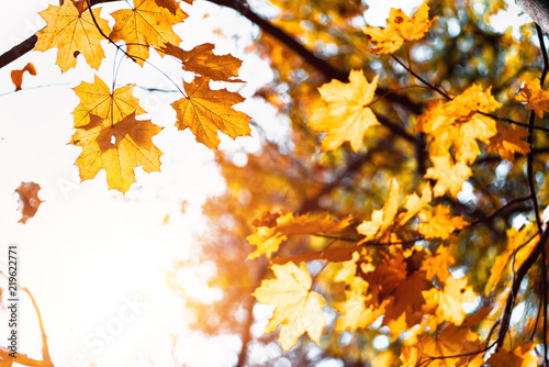 Colorful maple leaves on a background of trees