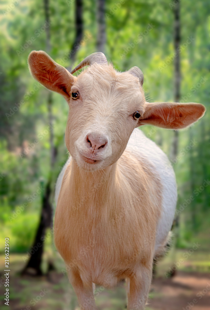 little cute goat is looking at the camera. close-up on blurred background little cute goat is looking at the camera. close-up on blurred background