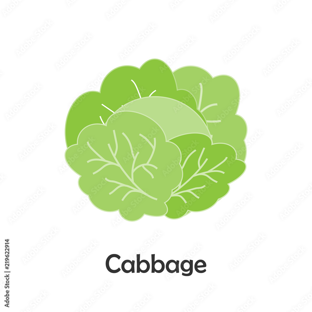 Cabbage in cartoon style, card with vegetable for kid, preschool activity for children, vector illustration Cabbage in cartoon style, card with vegetable for kid, preschool activity for children, vector illustration