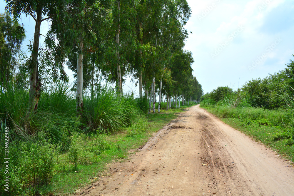 unpaved road passing through agricultural fields