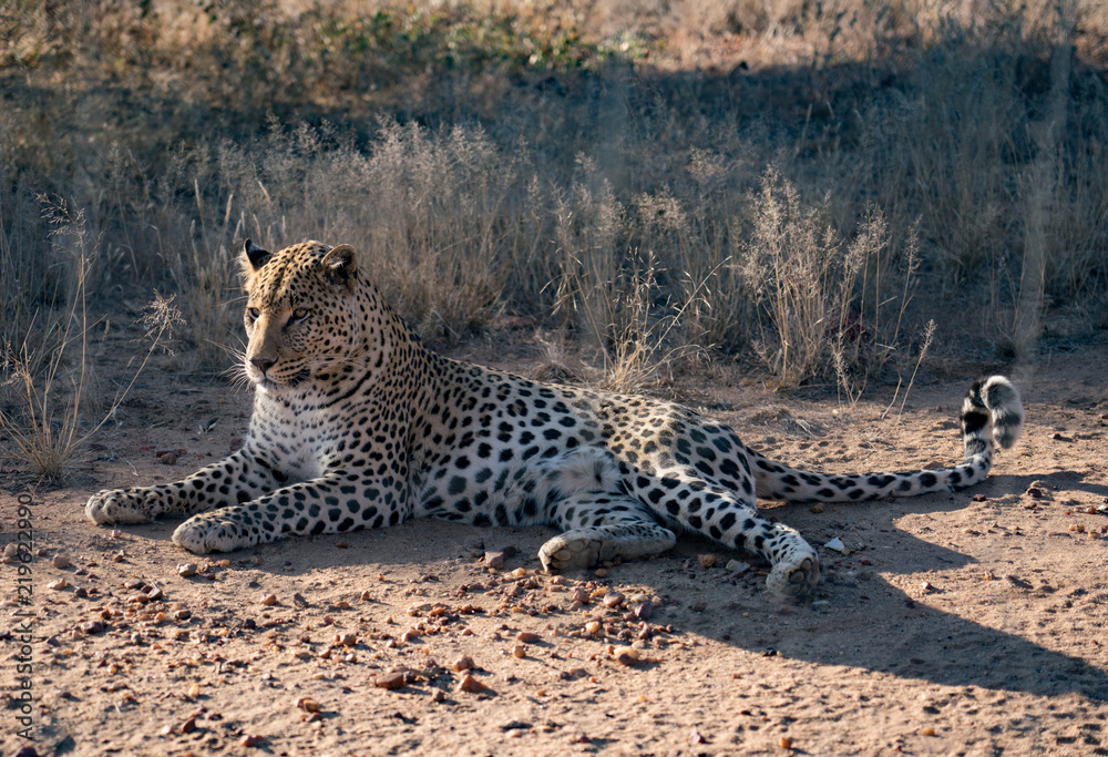 Obraz premium Leopard lying down in the dirt