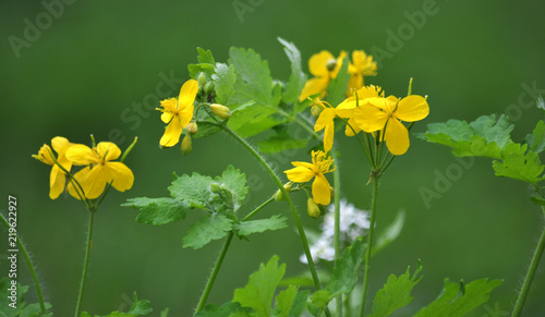 Chelidonium majus - wild weeds photo