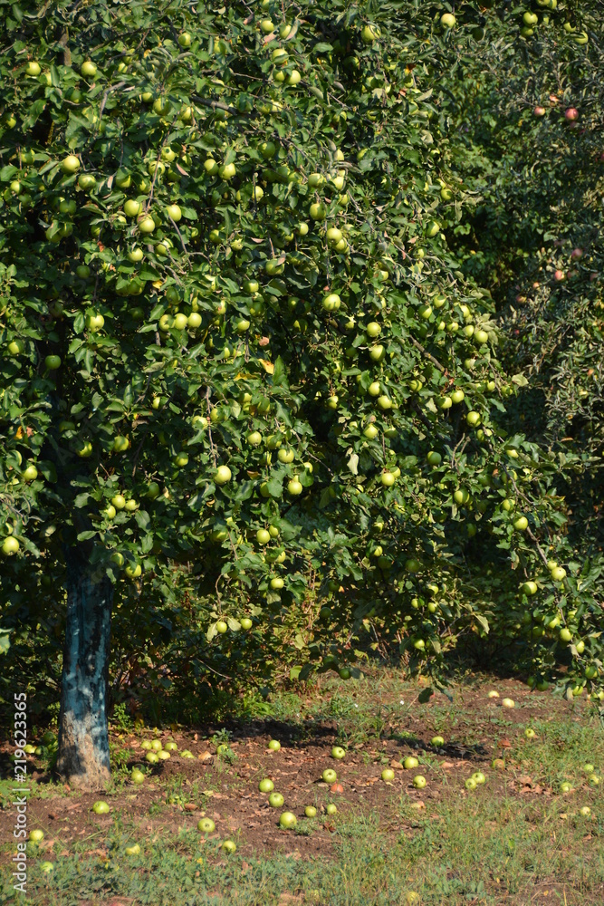 ecological production in the region of Noszvaj, Hungary. Grapes, apples, pears. ecological production in the region of Noszvaj, Hungary. Grapes, apples, pears.