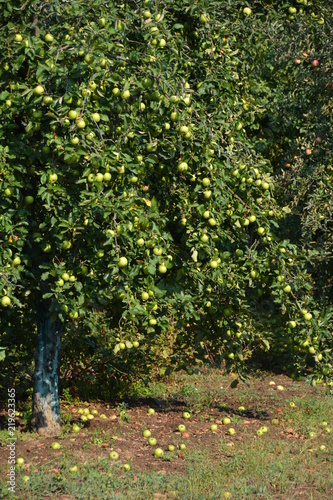 ecological production in the region of Noszvaj, Hungary. Grapes, apples, pears.