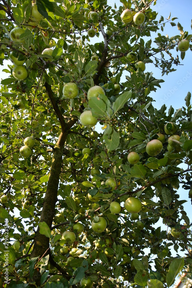 Apple, ecological production in the region of Noszvaj, Hungary. Grapes, apples, pears.