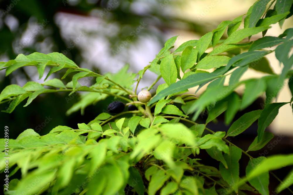 Fototapeta premium green leaves background at village area
