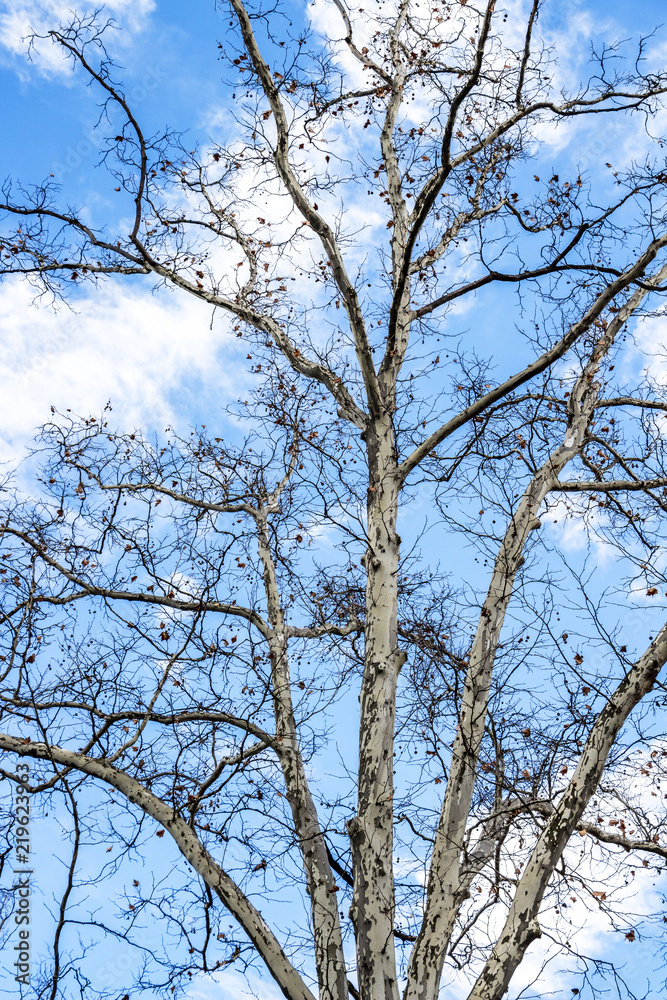 Platanus tree bare December branches against a blue cloudy sky in Sofia, Bulgaria Platanus tree bare December branches against a blue cloudy sky in Sofia, Bulgaria