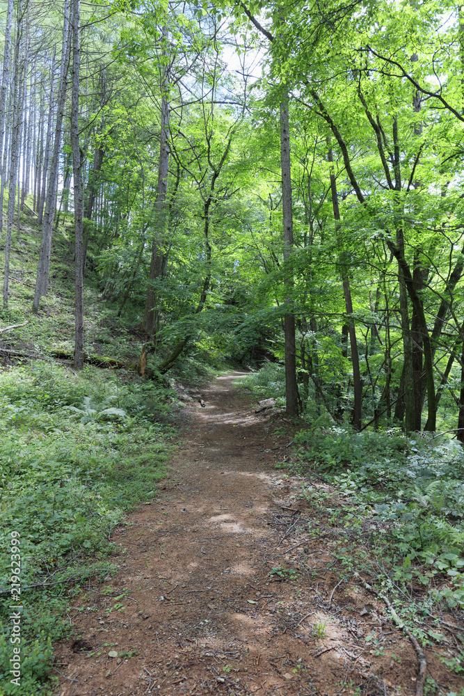 Summer Karuizawa - a well-organized mountain trail Summer Karuizawa - a well-organized mountain trail