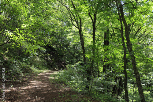 Summer Karuizawa - a well-organized mountain trail
