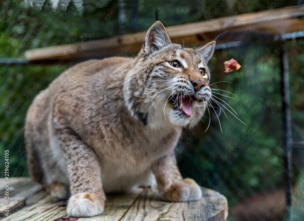 Wild American bobcat catching a piece of raw meat in a cage at a sanctuary Wild American bobcat catching a piece of raw meat in a cage at a sanctuary
