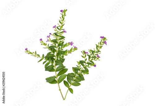 Fresh green leaves branch and Pink flower isolated on white background of file with Clipping Path .