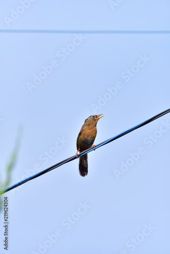 bird on wire