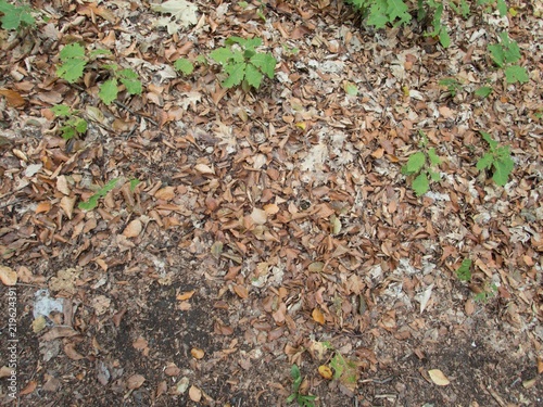 forest ground with fallen leaves and stones