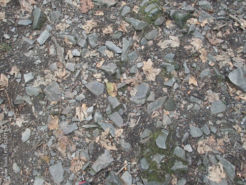 Wallpaper Mural forest ground with fallen leaves and stones Torontodigital.ca