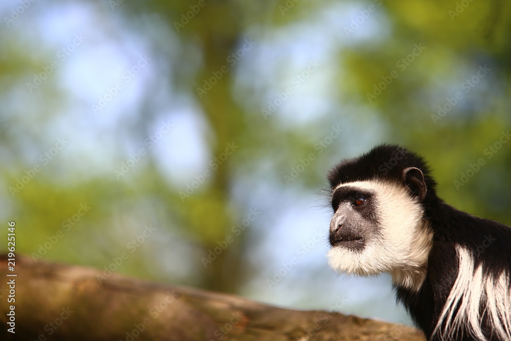 Obraz premium Affe SW