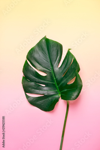 Monstera leaf on pastel gradient background. Summer exotic minimalistic background