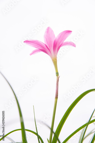 Single Pink Flower