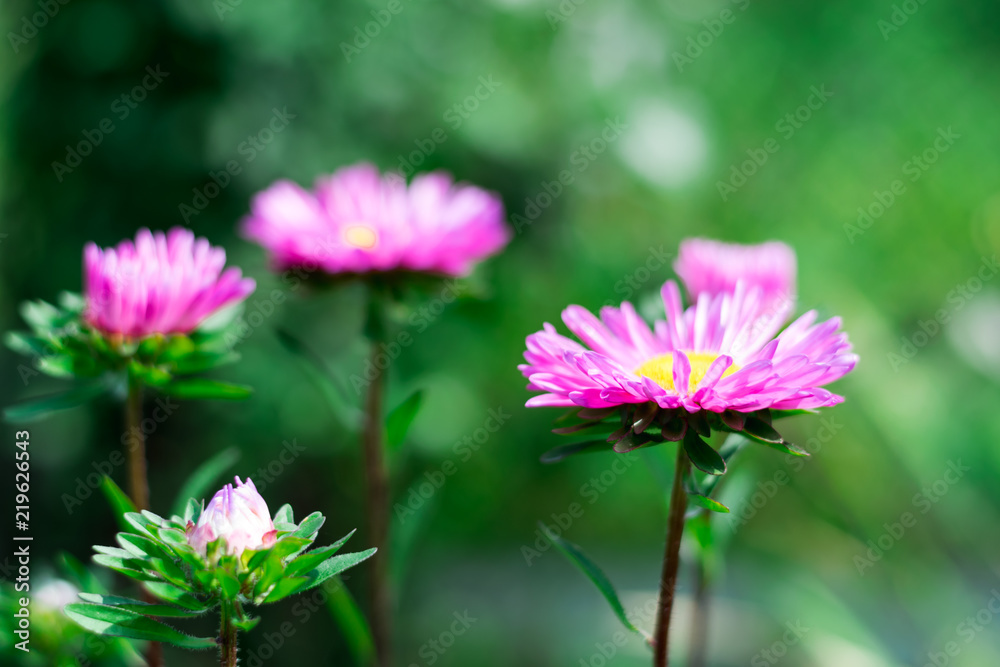 Obraz premium pink flower on a green background