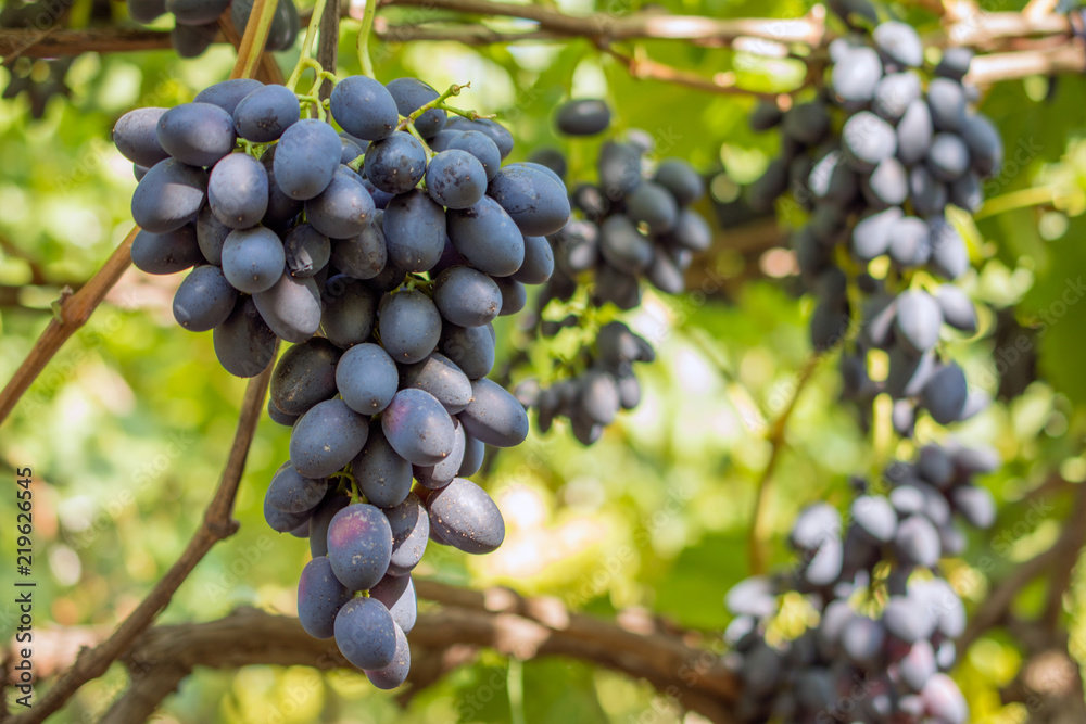 bunch of grapes on the vine, cultivation of vineyard winemaking viticulture