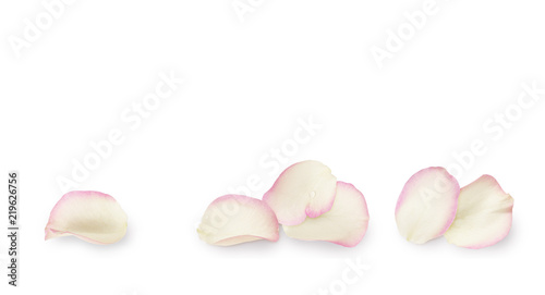 White and pink rose petals