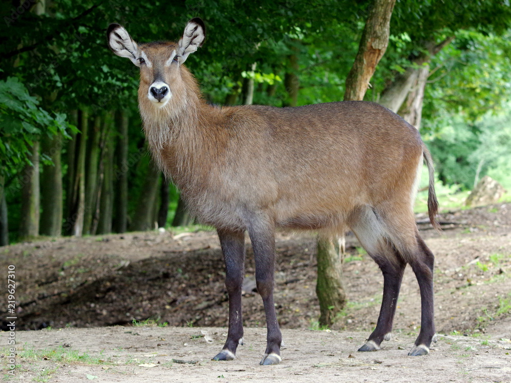 Mulak białoogonowy inaczej jeleń wirgiński – gatunek ssaka parzystokopytnego z rodziny jeleniowatych, Cervidae Mulak białoogonowy inaczej jeleń wirgiński – gatunek ssaka parzystokopytnego z rodziny jeleniowatych, Cervidae
