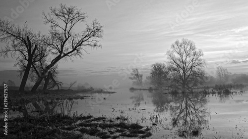Leafless trees standing on river banks on a misty morning