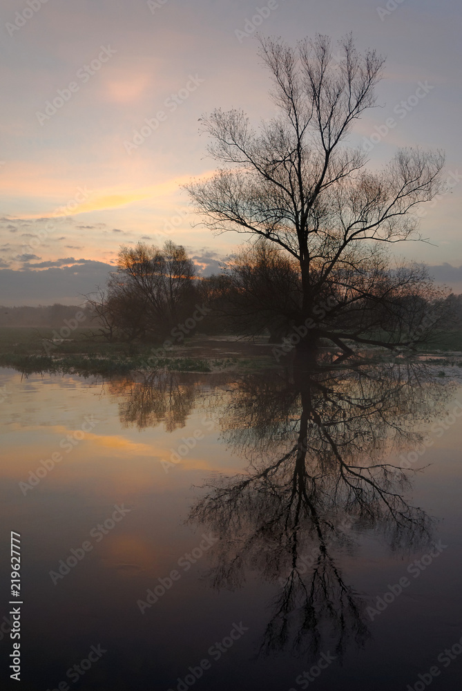 Leafless tree reflecting in the surface of the river at dawn