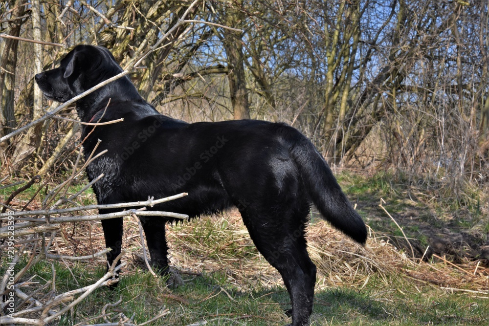 black large dog stands near trees in spring day