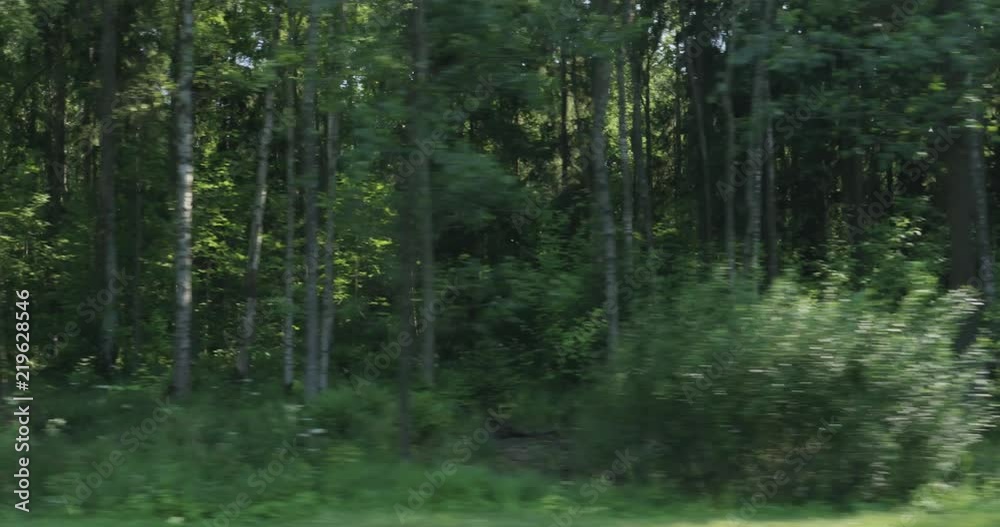 Driving plate side view of green mixed forest on summer sunny day Driving plate side view of green mixed forest on summer sunny day