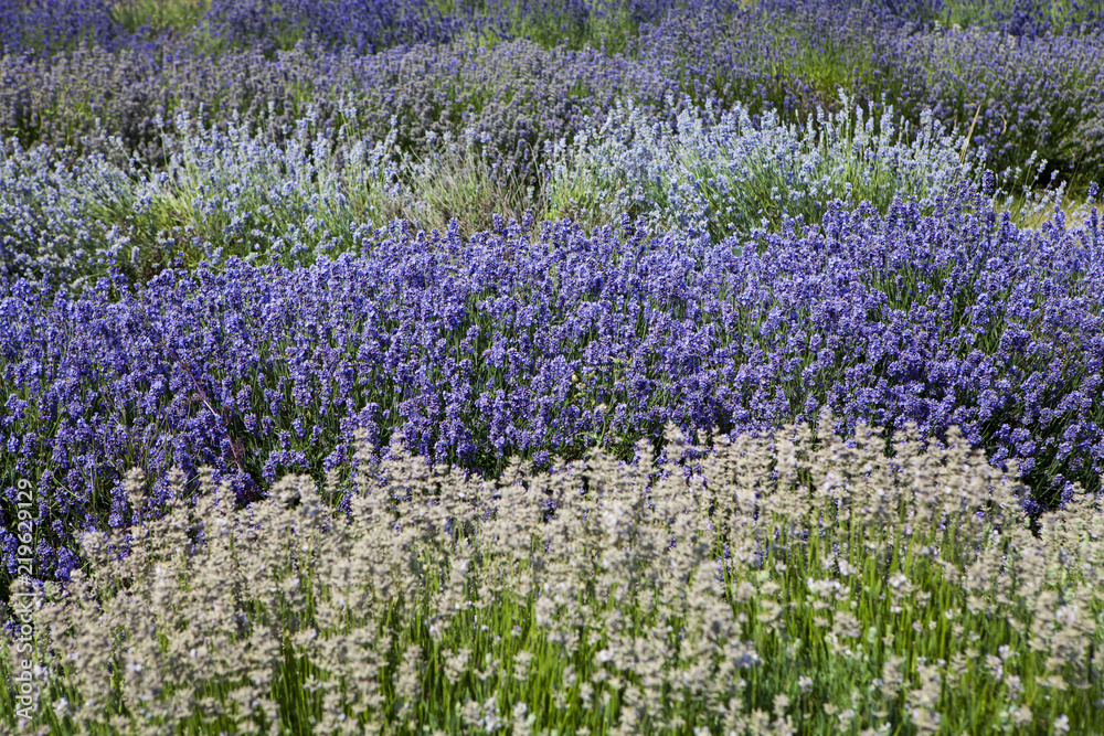 Obraz premium field of lavender flowers