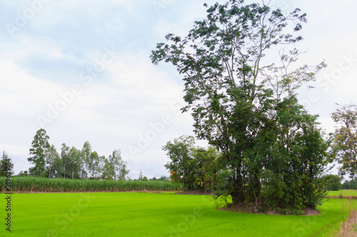 green rice field with group tree on daytime