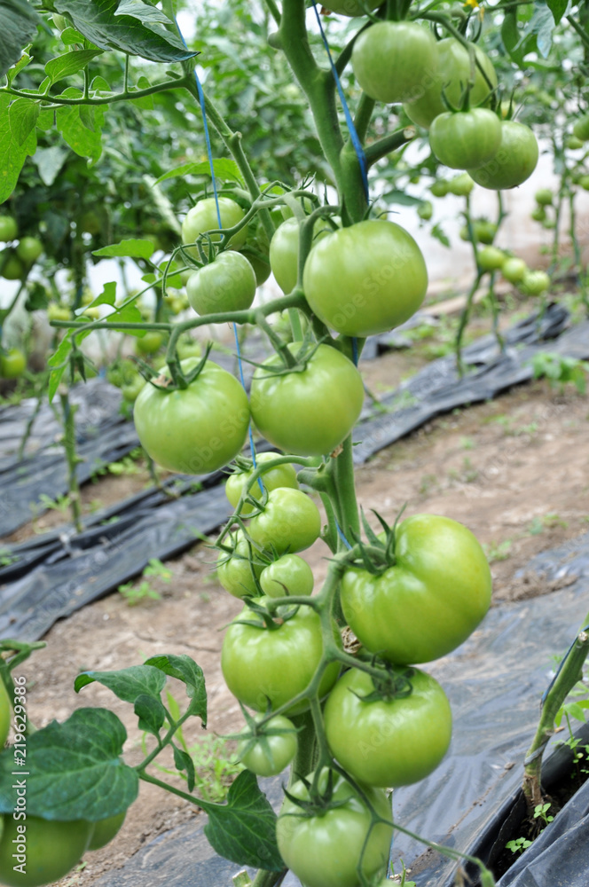 Green tomatoes on the bushes in a polycarbonate greenhouse Green tomatoes on the bushes in a polycarbonate greenhouse