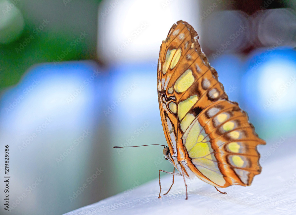 Makro eines orange gelben Schmetterlings Makro eines orange gelben Schmetterlings