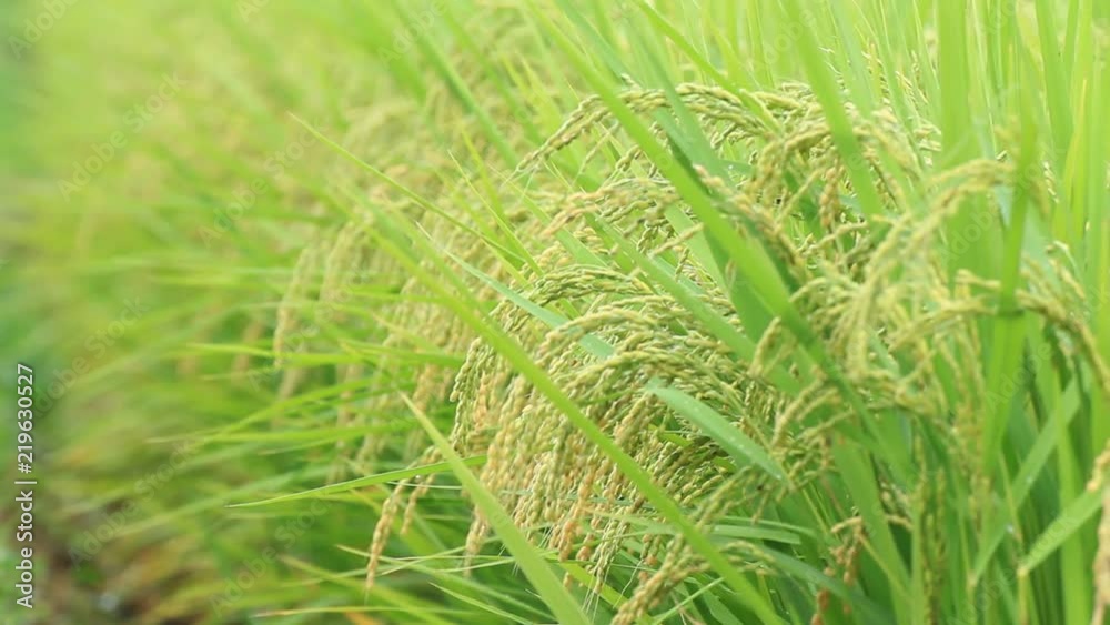 秋の稲穂 稲 秋の稲穂 稲