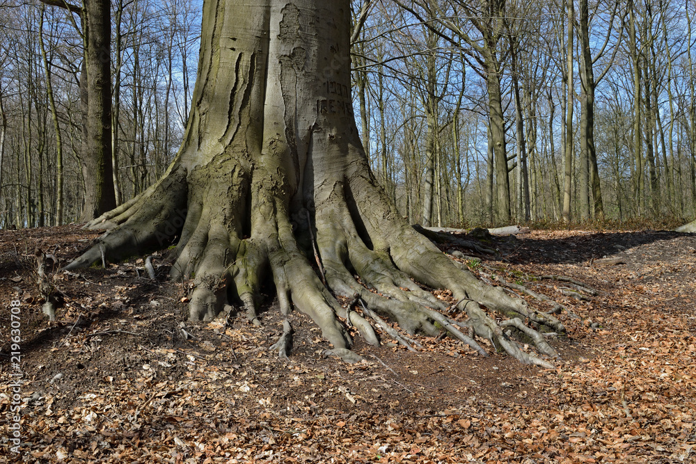 arbre racines tronc forêt