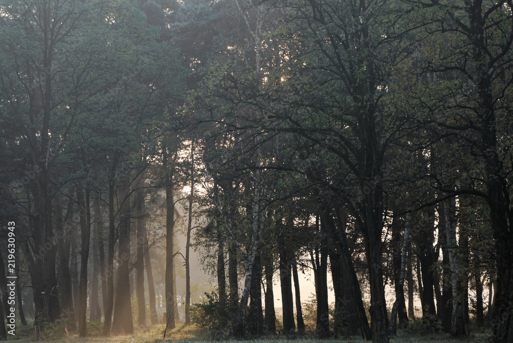 Fototapeta premium Sunrays breaking through the trees